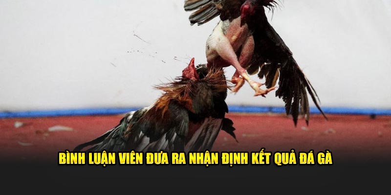 Bình luận viên đưa ra nhận định kết quả đá gà 