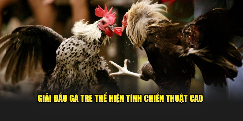 Giải đấu gà tre thể hiện tính chiến thuật cao 