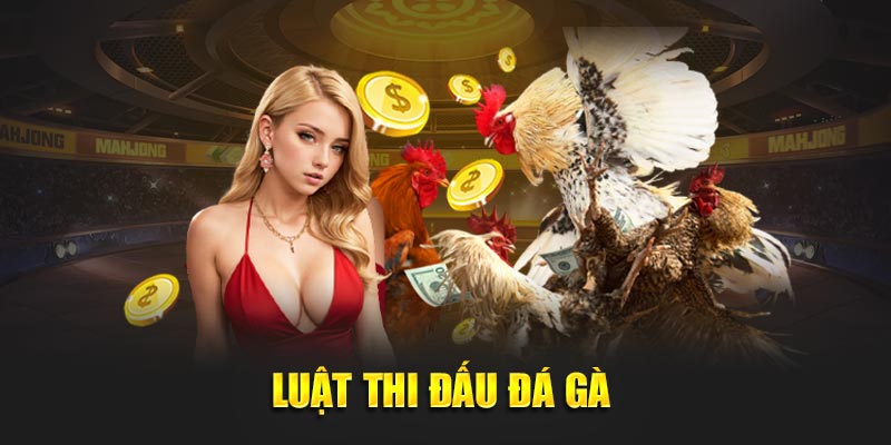 Luật thi đấu đá gà