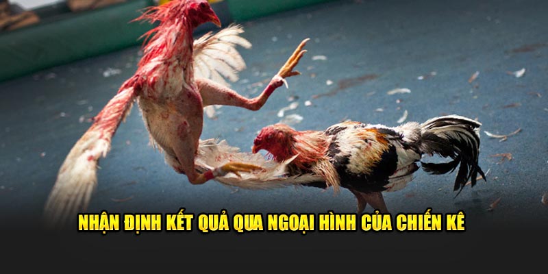 Nhận định kết quả qua ngoại hình của chiến kê 